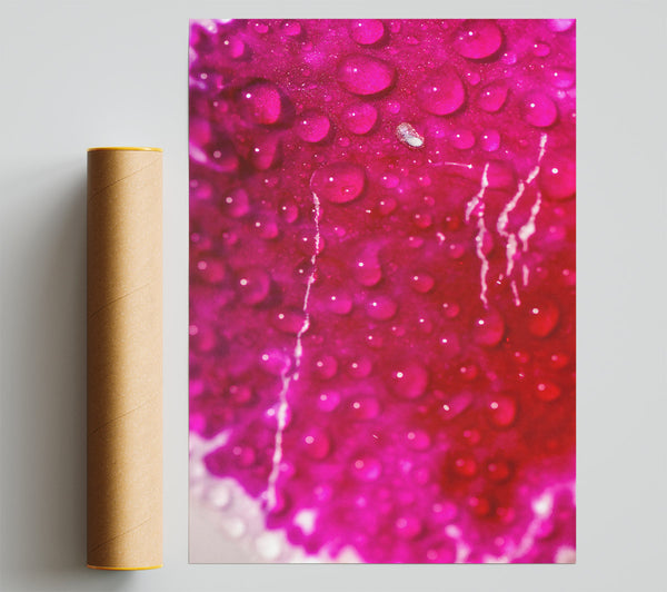 Fuchsia Dew Drops Print