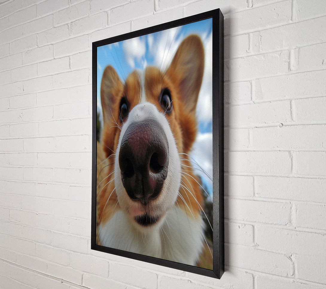  A Canvas Print of Corgi Sniff Canvas Art