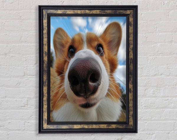 Corgi Sniff Framed Print