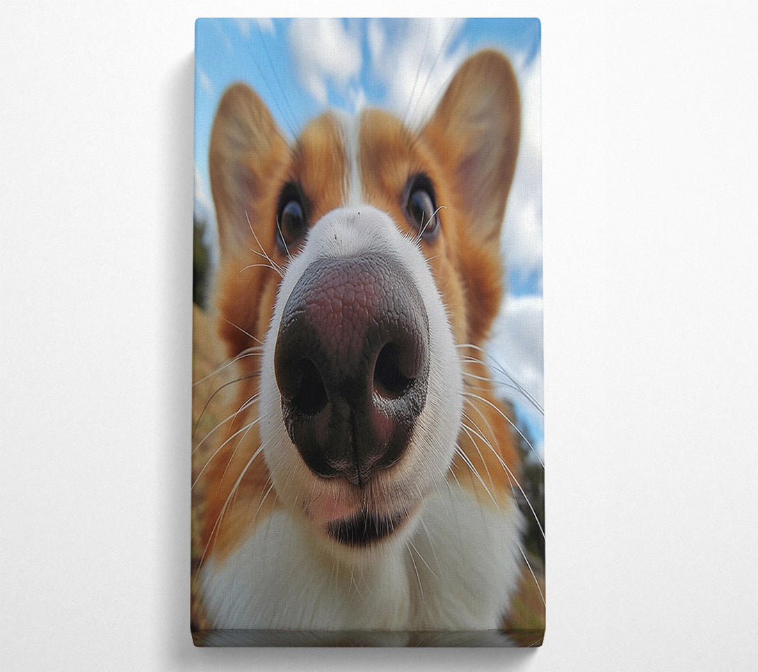  A Canvas Print of Corgi Sniff Canvas Art