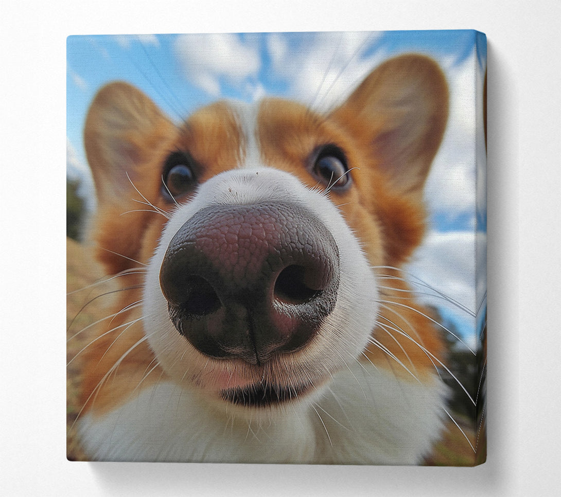  A Canvas Print of Corgi Sniff Canvas Art