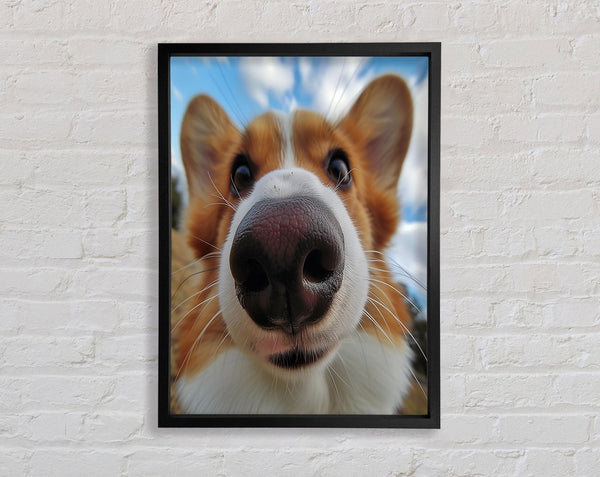 Corgi Sniff Framed Print