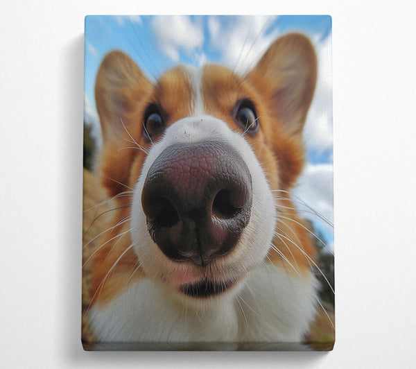  A Canvas Print of Corgi Sniff Canvas Art
