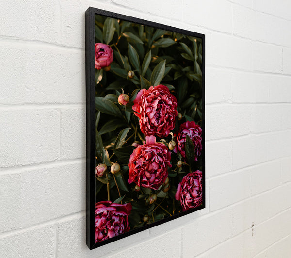 Crimson Peony Bloom