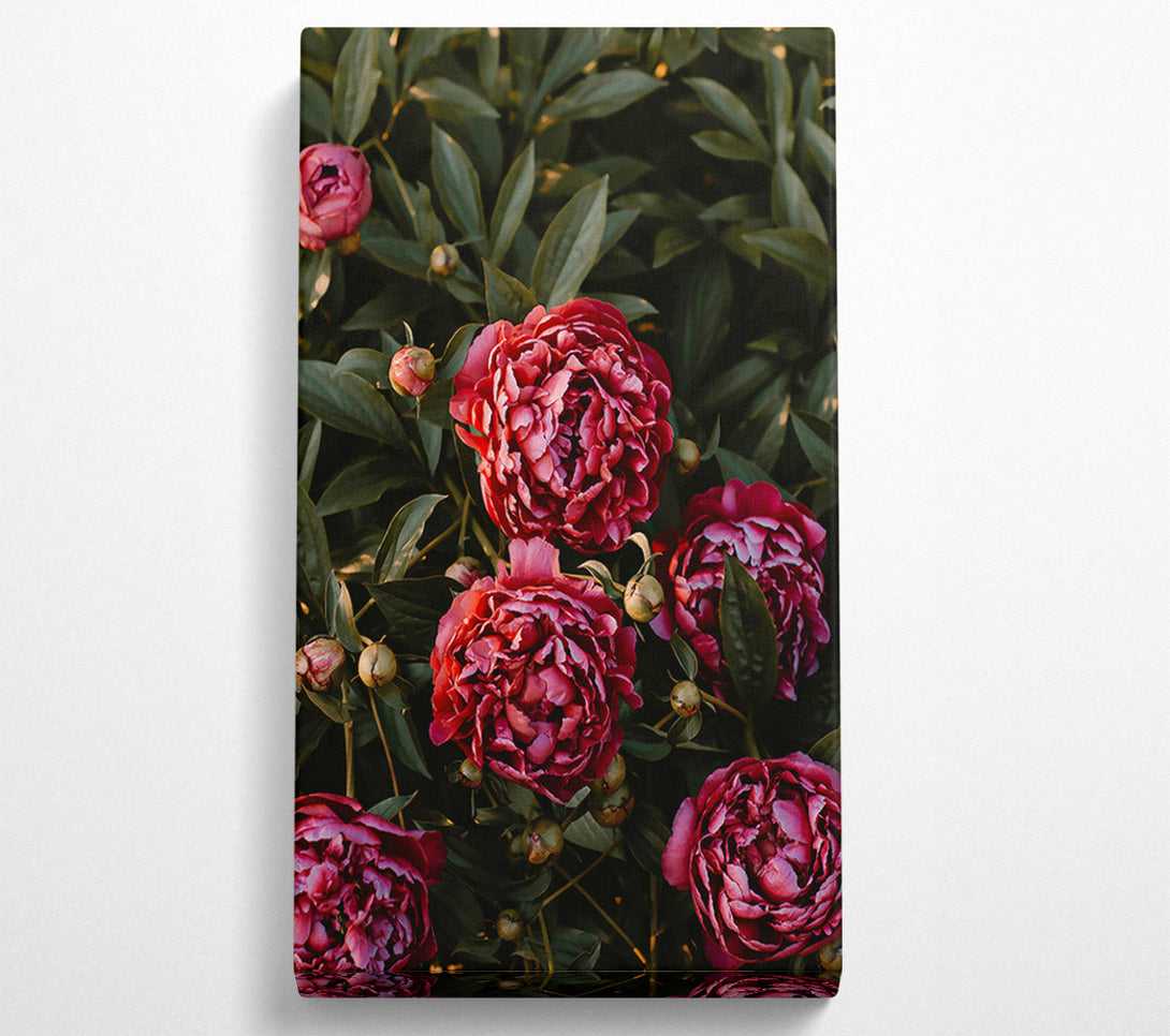  A Canvas Print of Crimson Peony Bloom Canvas Art
