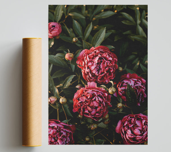 Crimson Peony Bloom Poster