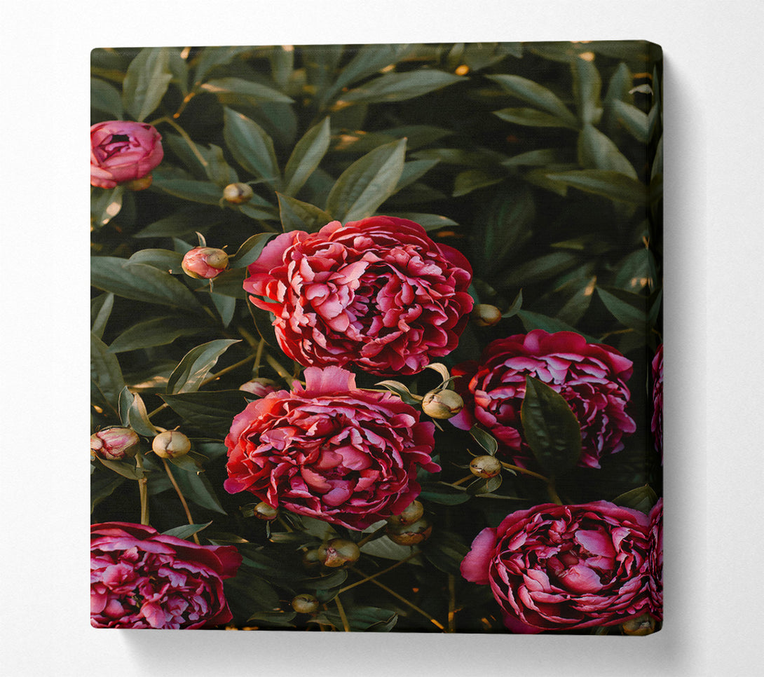  A Canvas Print of Crimson Peony Bloom Canvas Art