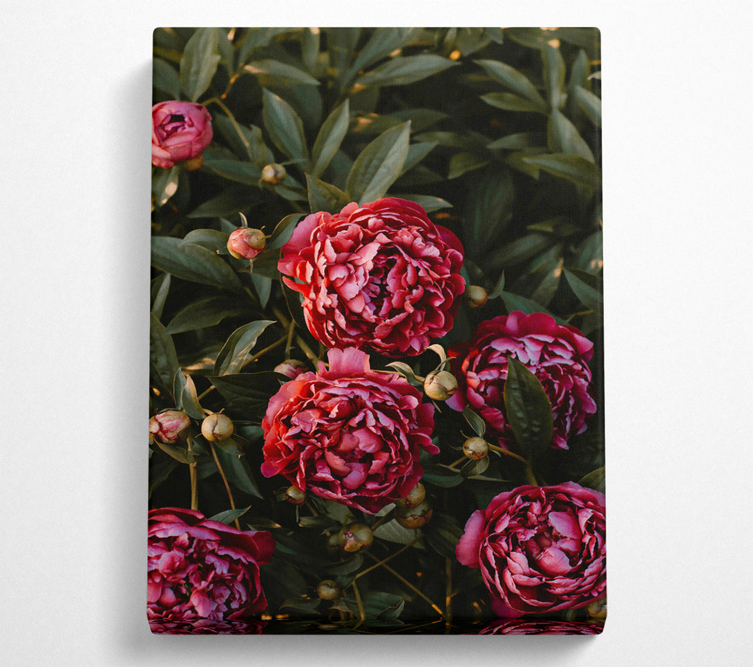  A Canvas Print of Crimson Peony Bloom Canvas Art
