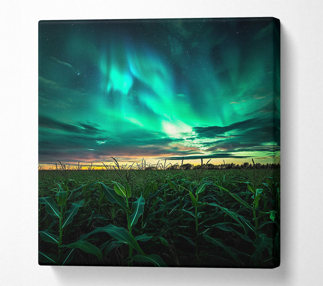 A Canvas Print of Cornfield Skies Canvas Art