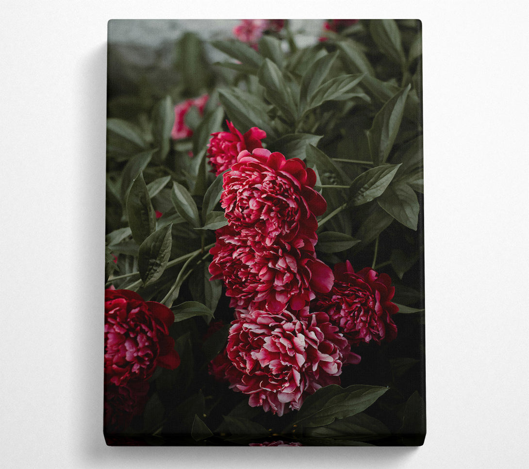  A Canvas Print of Crimson Bloom Embrace Canvas Wall Art