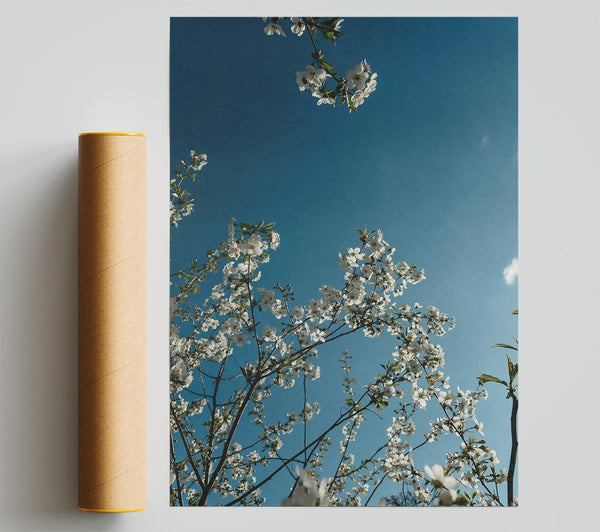 Azure Sky Blossoms Print