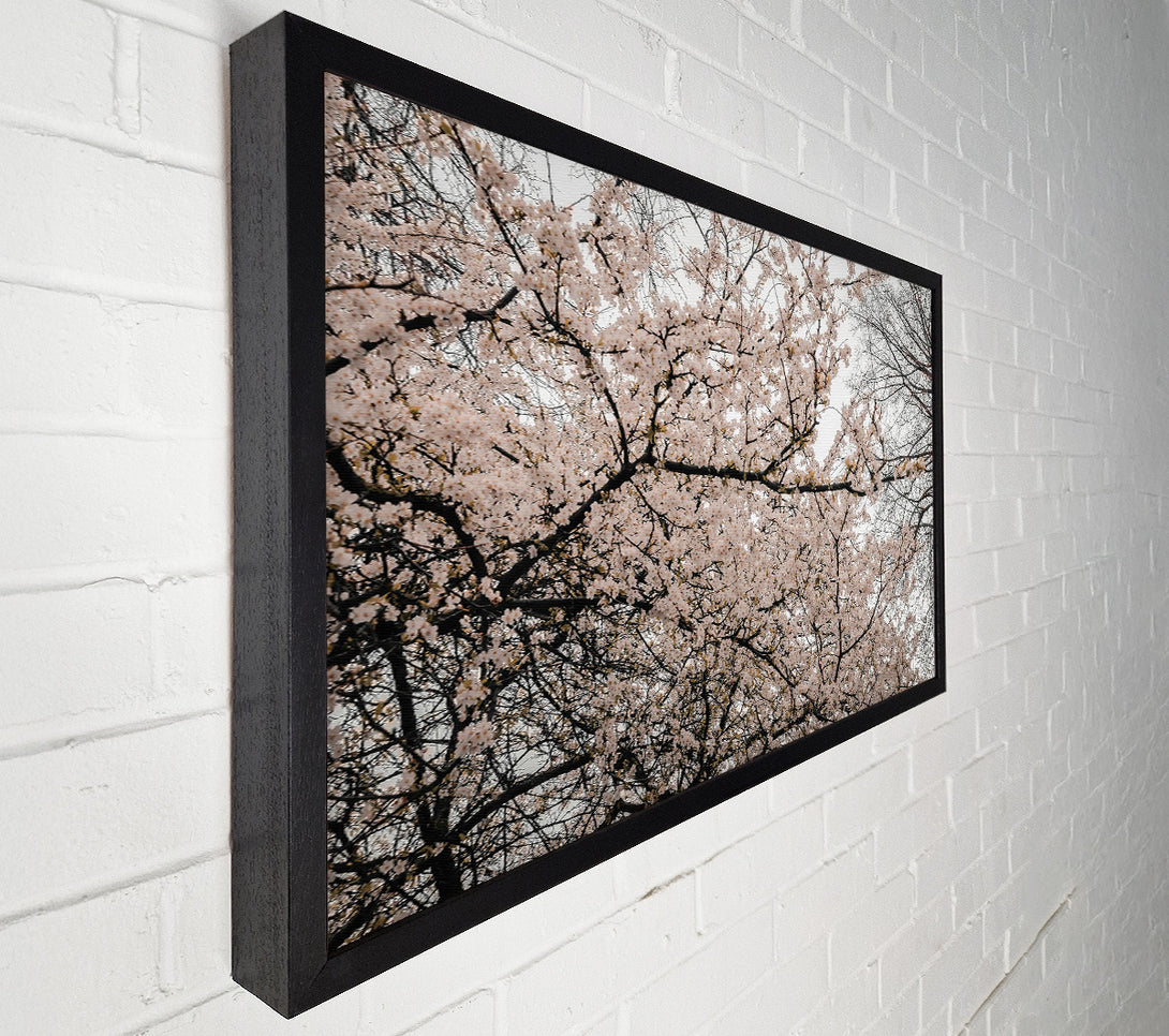  A Canvas Print of Pale Pink Blossoms Canvas Wall Art