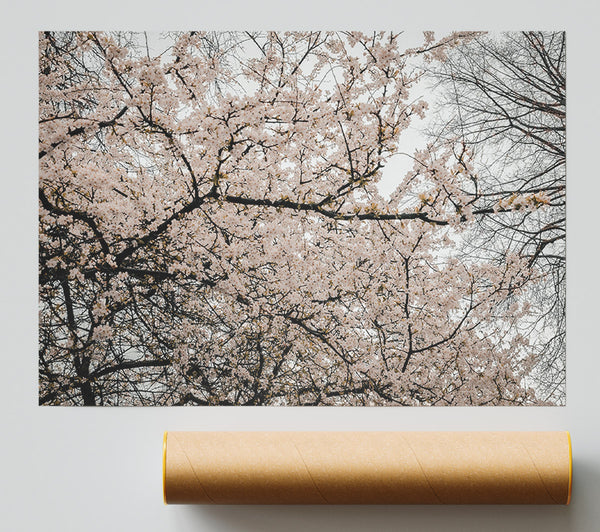 Pale Pink Blossoms Giclee Print