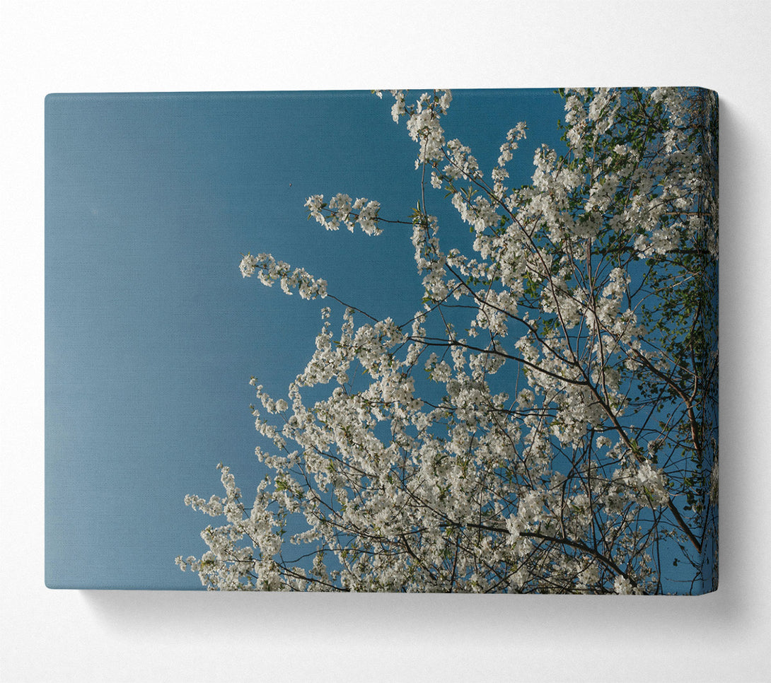  A Canvas Print of Blue Sky Blossoms Canvas Art