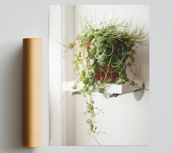 Green Hanging Plant Shelf Print