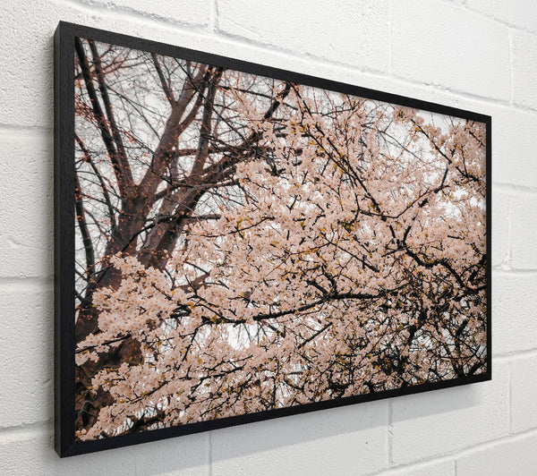 Pink Blossom Canopy