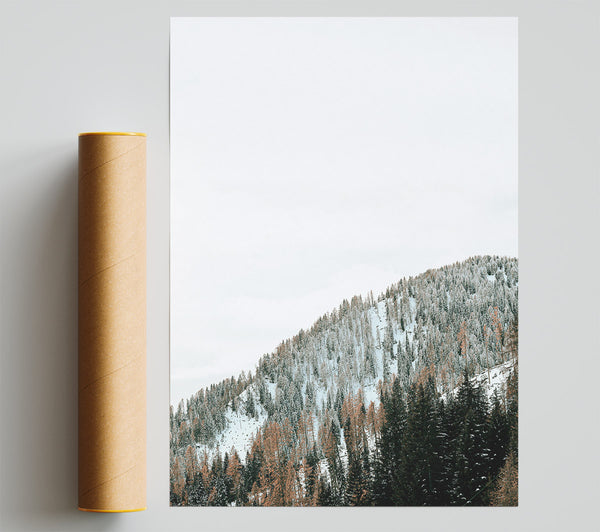 White Pines On A Slope Poster