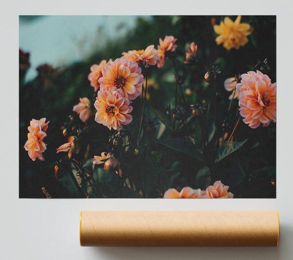 Peach Blooms In Twilight Poster