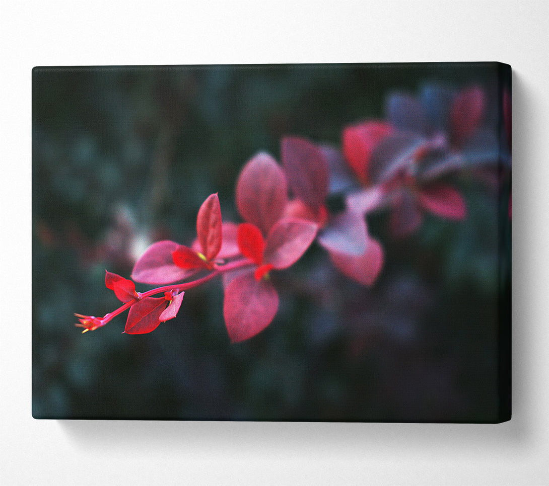  A Canvas Print of Crimson Branch Bloom Canvas Print