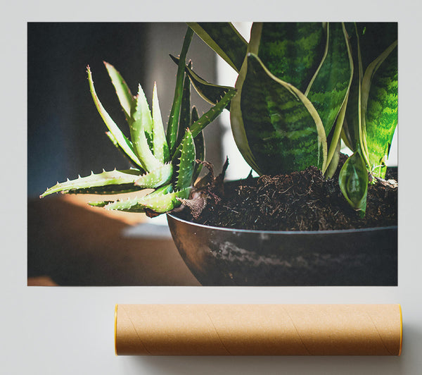 Green Succulent Still Life Print