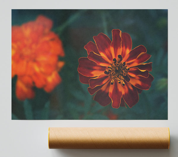 Burgundy Bloom Burst Poster