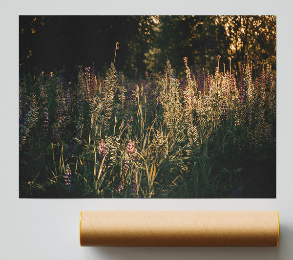 Golden Evening Bloom Print