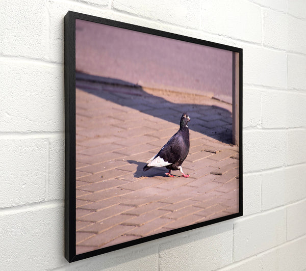 Black Pigeon On Brick