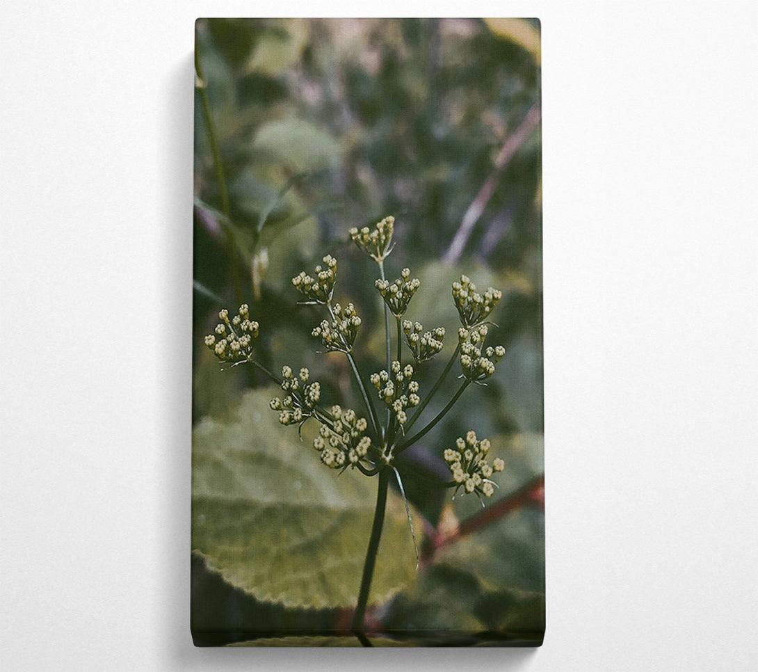  A Canvas Print of Green Budding Bloom Canvas Art