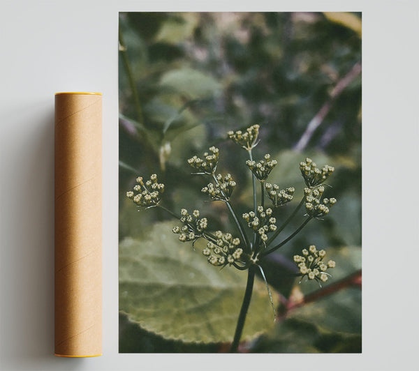Green Budding Bloom Giclee Print