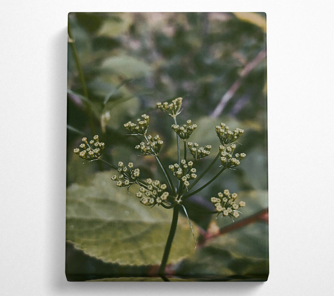  A Canvas Print of Green Budding Bloom Canvas Art