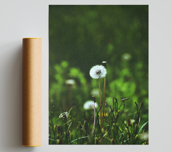 Green Dandelion Wish Giclee Print
