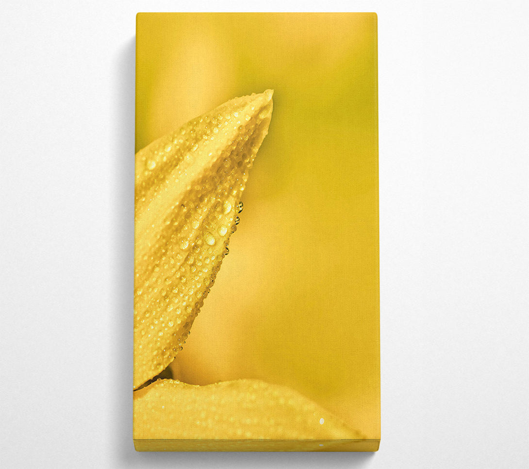  A Canvas Print of Golden Dewdrop Petal Canvas Art