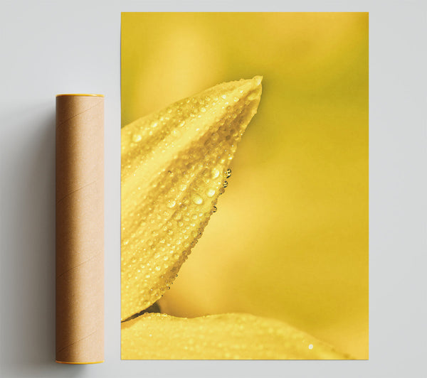Golden Dewdrop Petal Print