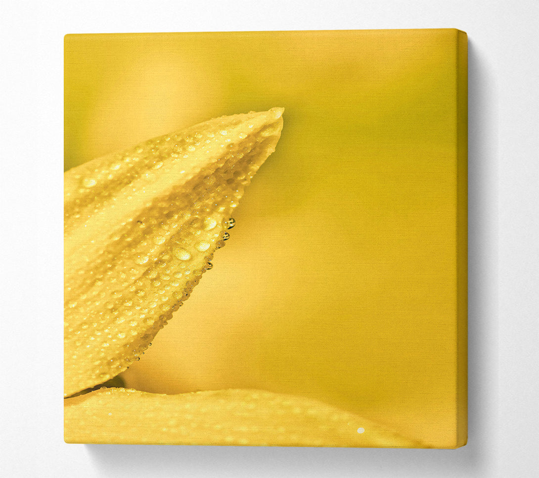  A Canvas Print of Golden Dewdrop Petal Canvas Art