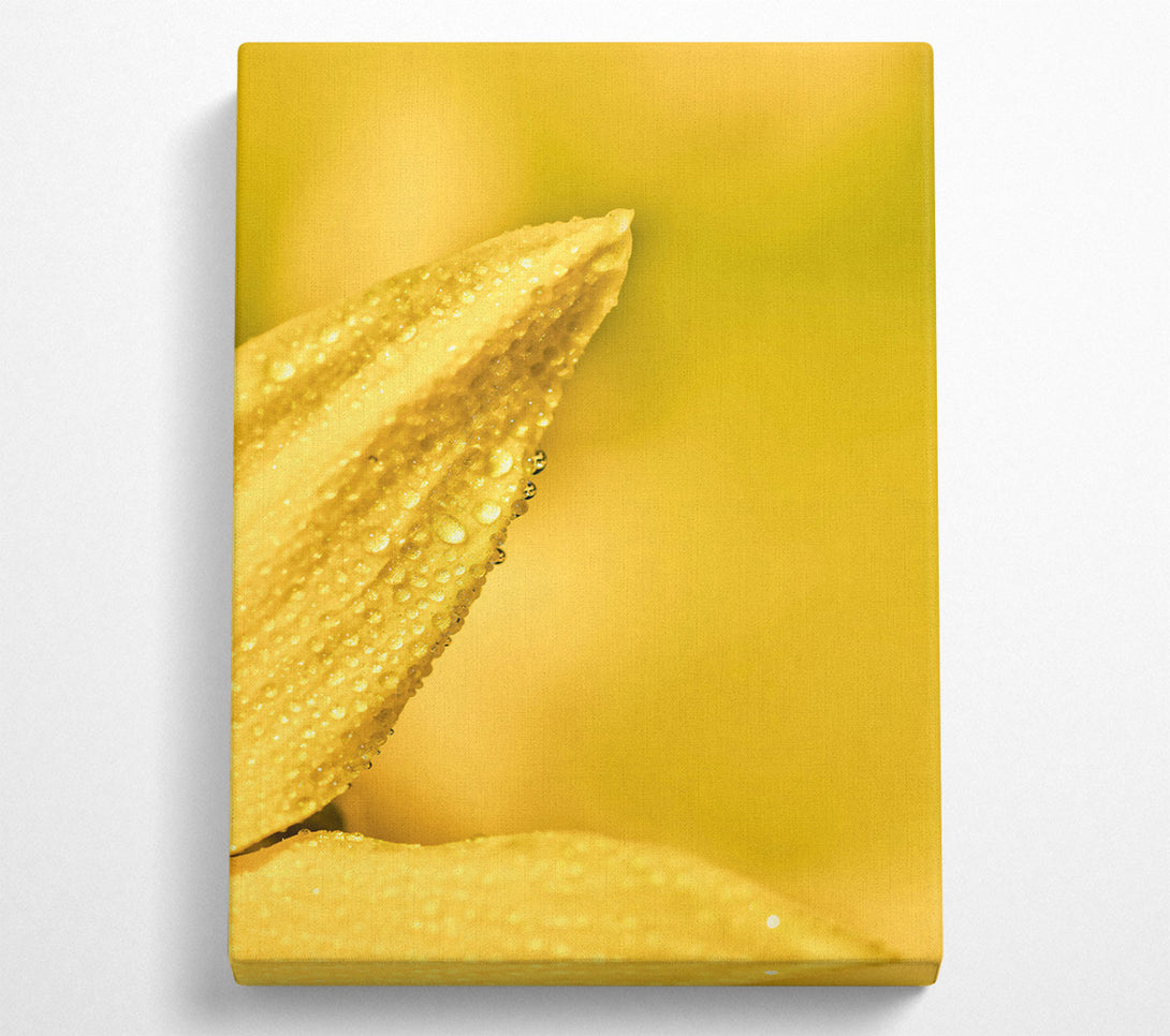  A Canvas Print of Golden Dewdrop Petal Canvas Art