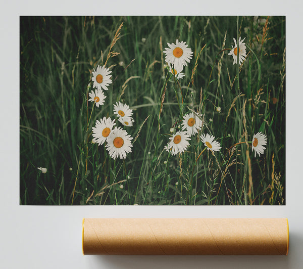 Green Field Daisies Print