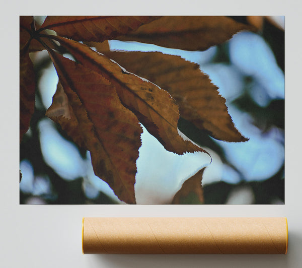 Autumn Brown Leaves Poster