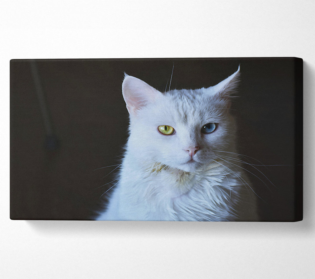  A Canvas Print of White Feline Gaze Canvas Art