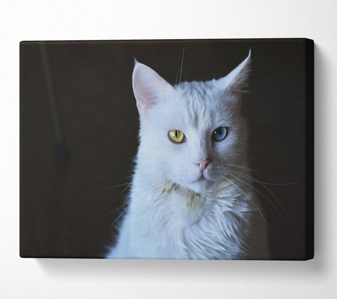  A Canvas Print of White Feline Gaze Canvas Art