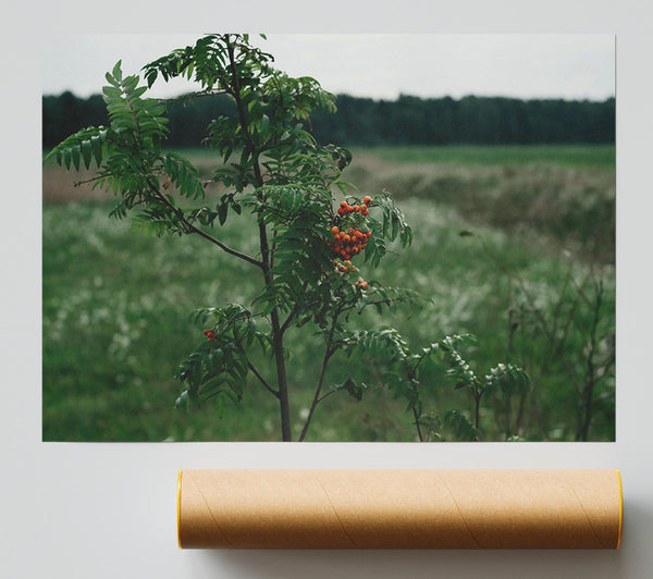 Orange Berries In Green Print
