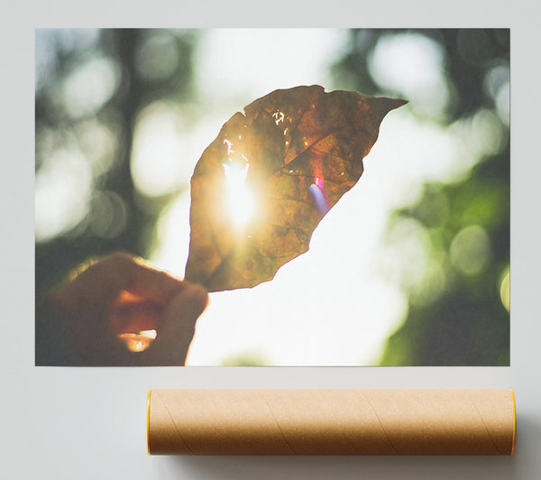 Golden Leaf Sunbeam Poster