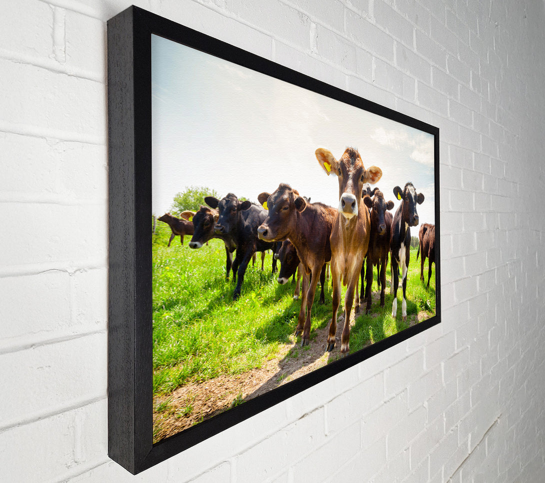  A Canvas Print of Dairy Cows Canvas Art
