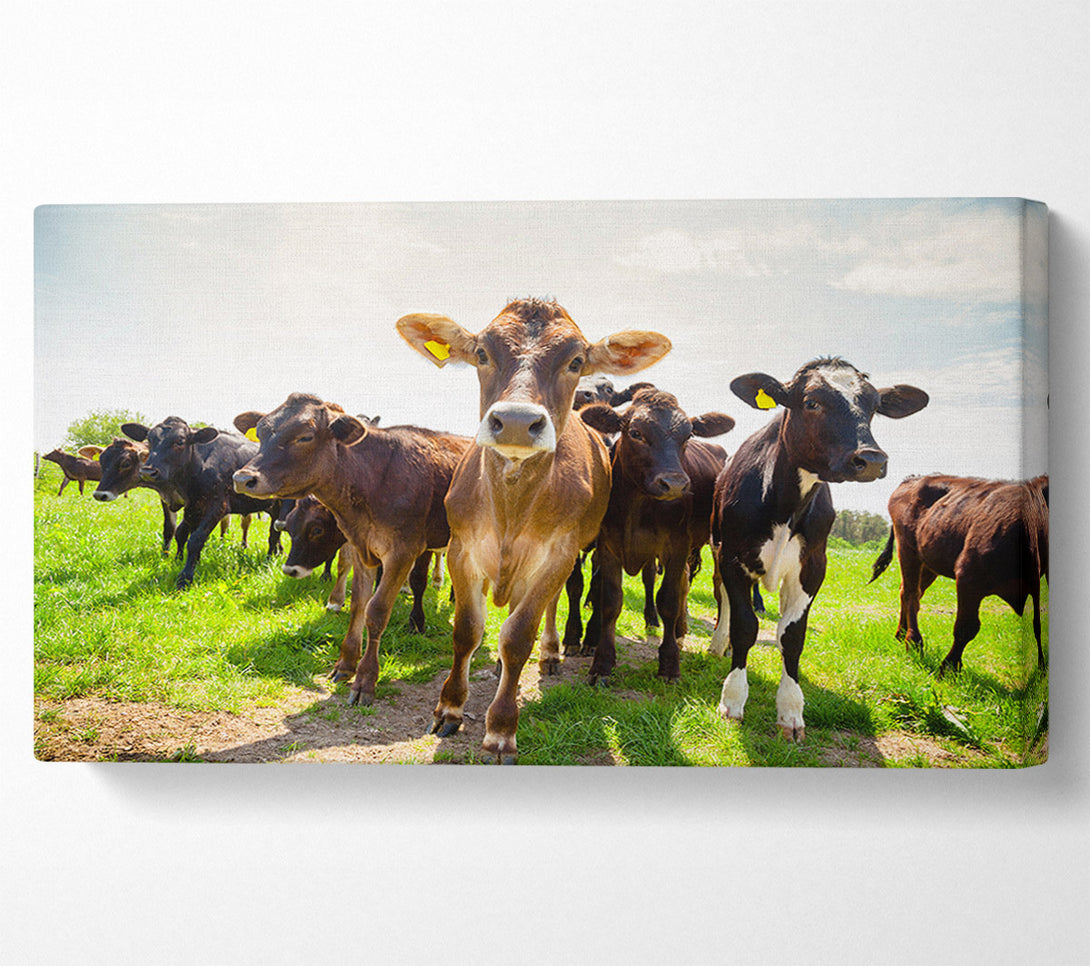  A Canvas Print of Dairy Cows Canvas Art