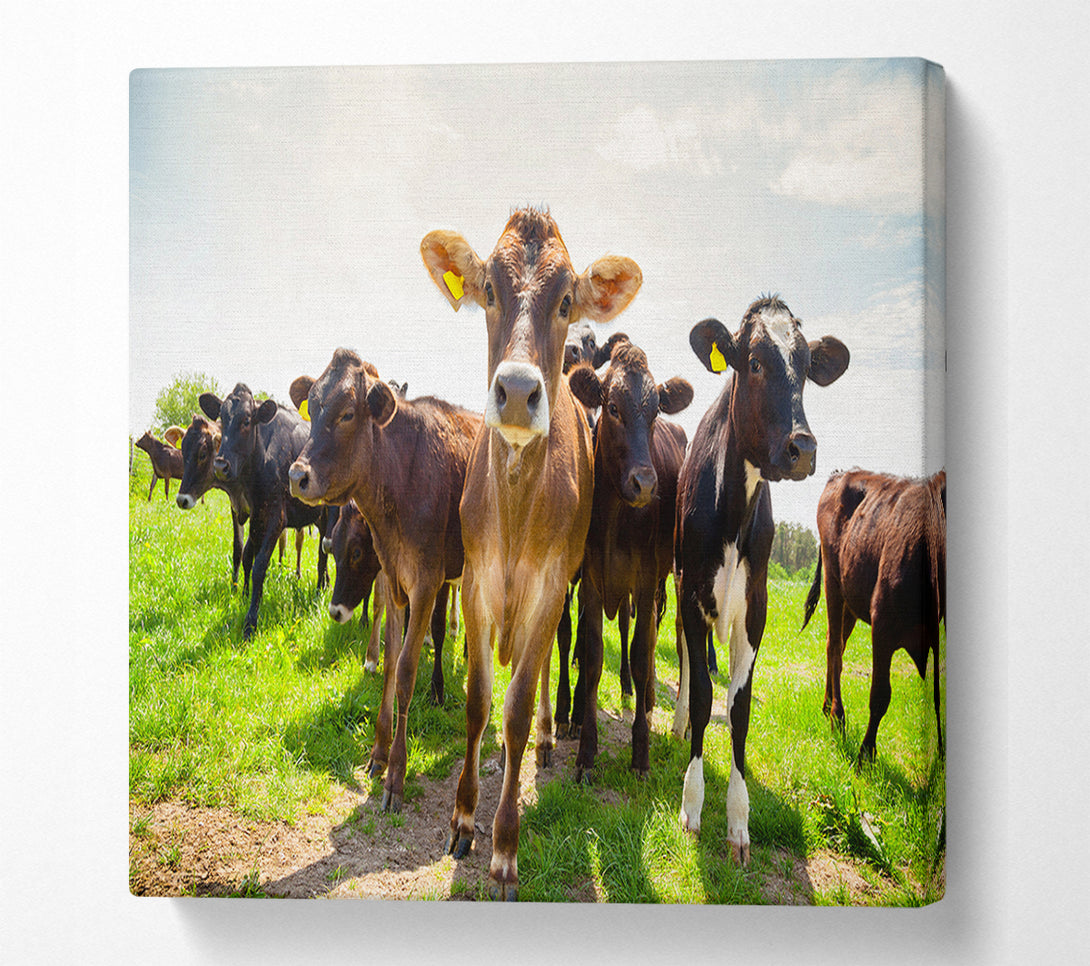  A Canvas Print of Dairy Cows Canvas Art