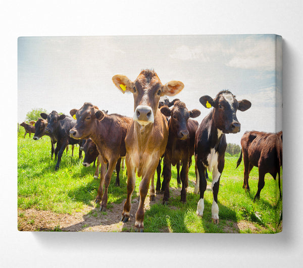  A Canvas Print of Dairy Cows Canvas Art