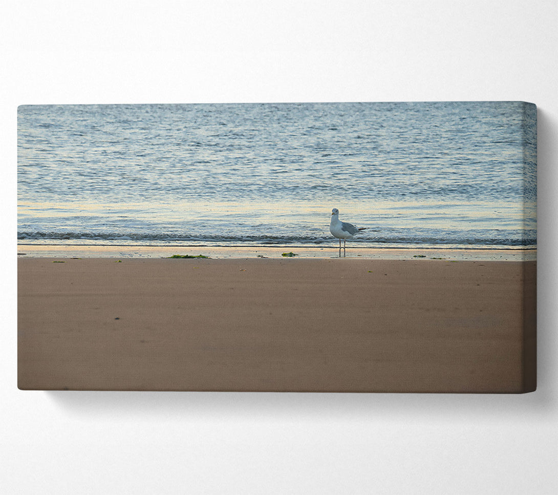  A Canvas Print of Golden Sand Seagull Canvas Wall Art