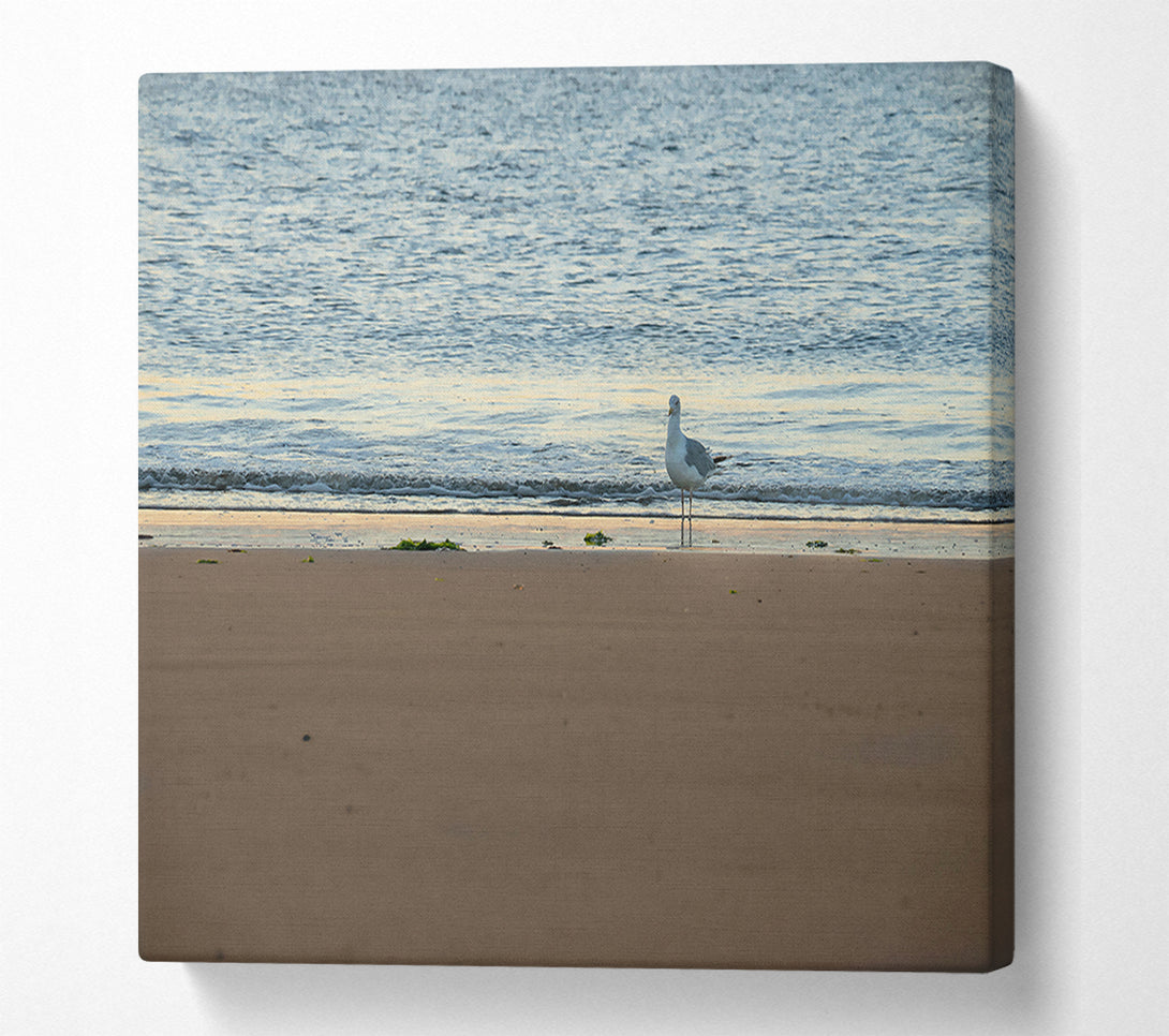  A Canvas Print of Golden Sand Seagull Canvas Wall Art