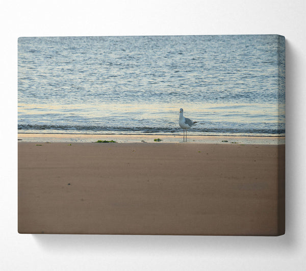  A Canvas Print of Golden Sand Seagull Canvas Wall Art