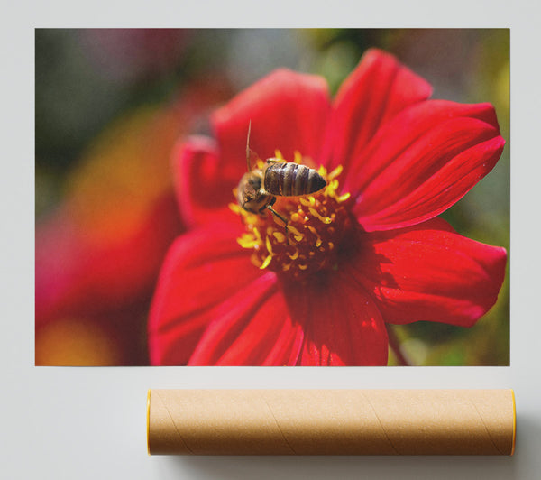 Crimson Bloom And Bee Poster