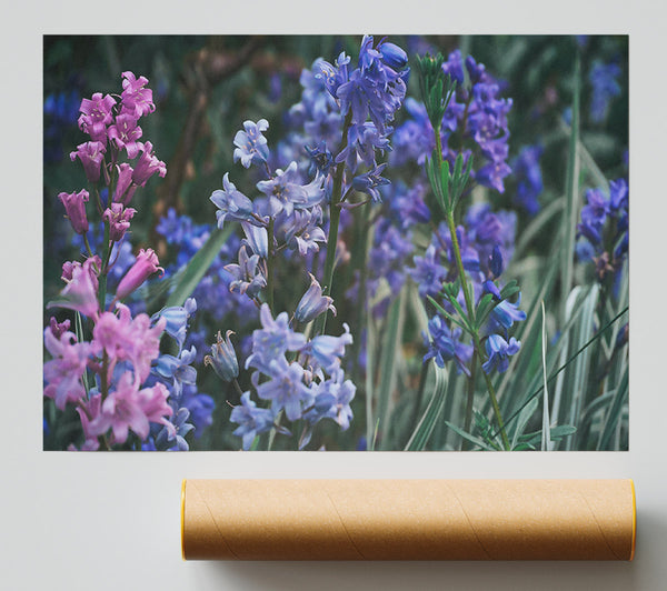 Pale Blue Blossoms Print